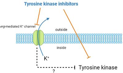 Tyrosine kinase inhibitors, ionic currents, and cardiac arrhythmia